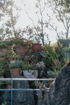 A collection of potted plants are arranged on a rock wall. The plants are of various sizes and colors, creating a vibrant and lively sceneの写真素材