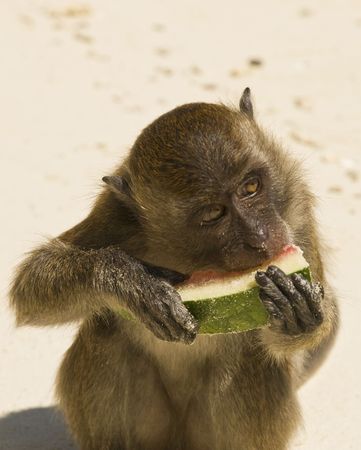 Monkey with melonの写真素材