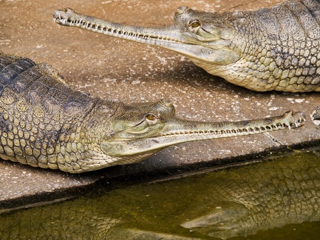 Gavial in the terrarium in Prague zooの写真素材
