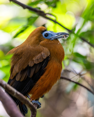 Image of an exotic bird seating on the branch in zoo Zlin.の写真素材