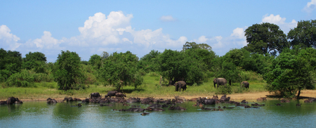 Elephants and Buffalos at lake - Sri Lankaの写真素材