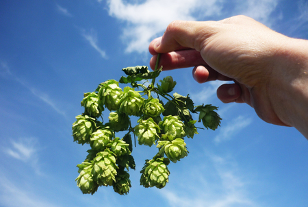Hand holding fresh hops on blue sky backgroundの写真素材