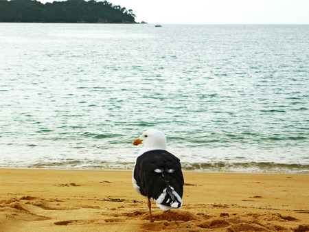 Seagull on beach - Abel Tasman national park, New Zealandの写真素材
