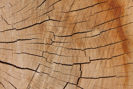 wooden texture from the tree plumtree growth ringsの写真素材