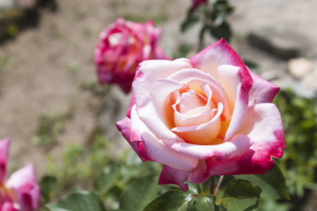 Detailed view of red and white roses on a bush blooming in the garden.の写真素材