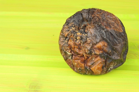 Rotten and moldy apple lying on green wooden table. Mildew and rot the fruit.の写真素材