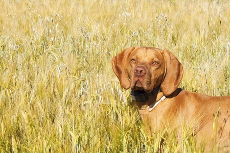 Hunting dog in the ripening grain. Hot summer day. Hungarian Pointer Viszla hunting. Electric dog collar.の写真素材