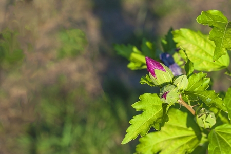 Hibiscus flower bushes in the light of the morning sun, blurred background. A summer day on the home garden. Cultivation of ornamental flowers. Domestic hobby - gardening.の写真素材