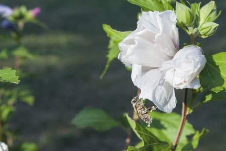 Detailed view of bee pollen coated.. Conversion of pollen on honey sweet. Hibiscus flower bushes in the light of the morning sun, blurred background. A summer day on the home garden.の写真素材