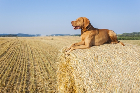 Hungarian Pointer Viszla on the harvested field on a hot summer day. Dog sitting on straw. Morning sunlight in a dry landscape.の写真素材