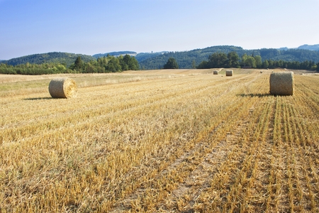 Round straw bales in harvested fields and blue sky without clouds. Beautiful countryside landscape....