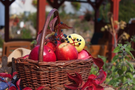 Basket with apples in the garden. Autumn harvest fruit. Basket full of Vitamin and fruit. Collecting apples.の写真素材