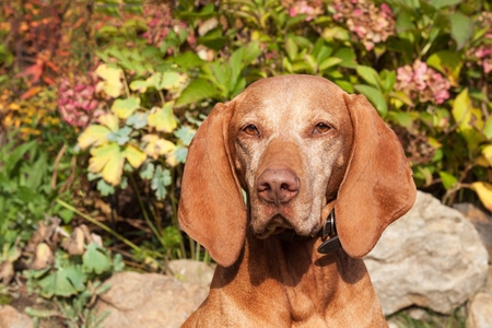 Hungarian hound. Dog look into the lens. Portrait of a Hungarian Vizla. Dog's eyes. Sunny day on the...