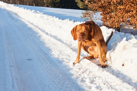 Hunting dog on a snowy plain. Hungarian Pointer - Vizsla. Winter hunting.の写真素材