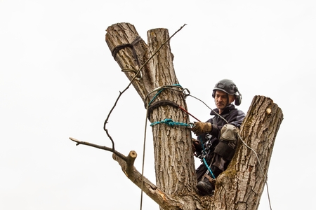 Lumberjack with saw and harness pruning a tree. Arborist work on old walnut treeの写真素材