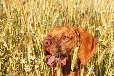 Hot evening at farm farm. Cultivation of grain.  Detail of dog head. Dog in the wheaten fieldの写真素材