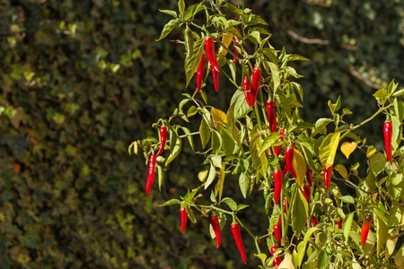 Chilli pepper in the garden. Growing vegetables. Hot spices in the foodの写真素材