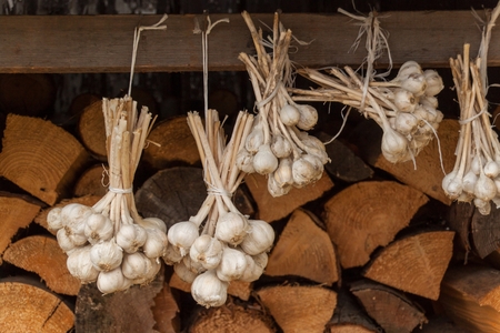 Drying of garlic in the countryside.  Growing garlic on a farm. Healthy spiceの写真素材