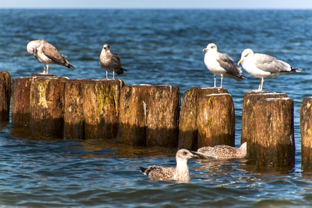 Seagull sitting on a wooden stake in the sea.  Birds on the Baltic Sea coast. Rest on the breakwaterの写真素材
