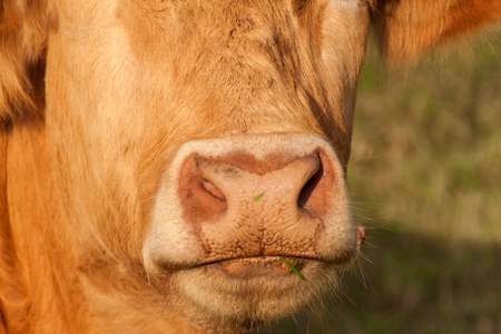 View of cow muzzle. Livestock farming.  Cow on the pastureの写真素材