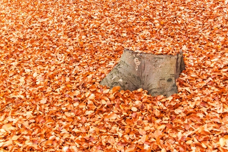 Autumn day in a beech forest. Beech leaves