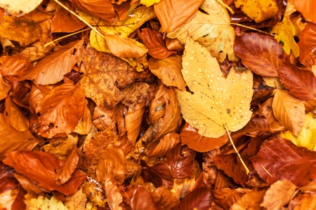 Autumn day in a beech forest. Beech leaves