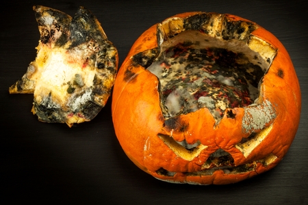 Moldy pumpkin. End of Halloween celebrations. The decaying pumpkin. Moldy foodの写真素材
