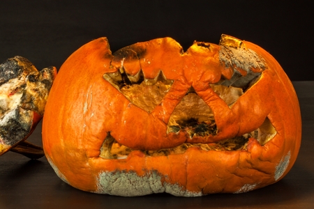 Moldy pumpkin. End of Halloween celebrations. The decaying pumpkin. Moldy foodの写真素材