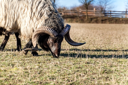 Ram grazing in a pasture. A view of the ram's head. Autumn afternoon on the farm. Cattle breedingの写真素材