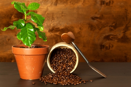 Domestic coffee growing. Coffee Shop. Saplings of coffee on the table. Growing plantsの写真素材