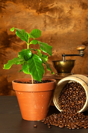 Domestic coffee growing. Coffee Shop. Saplings of coffee on the table. Growing plantsの写真素材