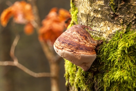 Wild mushroom on birch tree trunk in autumn forest