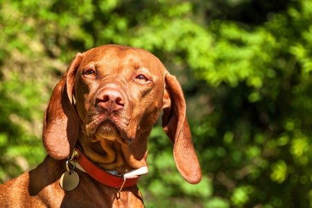 Hungarian View of the portrait in the nature. Hungarian pointer Vizsla, sniffing on hunt. Dog and a loyal friend of a hunter. Detail of dog headの写真素材