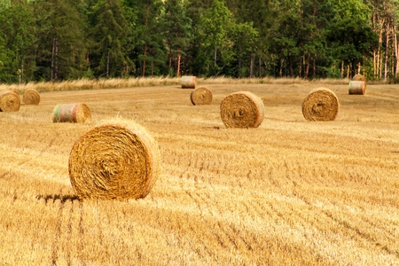Straw bales in field at the forest. Summer day at the farm in the Czech Republic. Harvest corn....