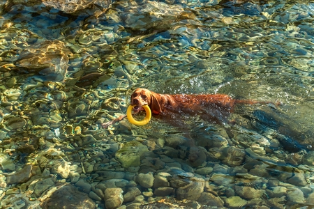 The Hungarian pointer Vizsla swims in the sea. The dog plays in the water. Dog training. Summer day with a dog by the seaの写真素材
