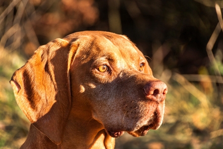 Hungarian Pointer. Autumn hunter. Detail of dog head. Hunting dog Vizsla