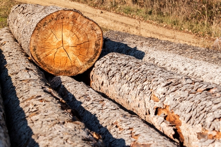 Pine tree and spruce. A pile of logs in a meadow at a forest. Bark beetle calamity. Timber extraction. Preparing for the winterの写真素材