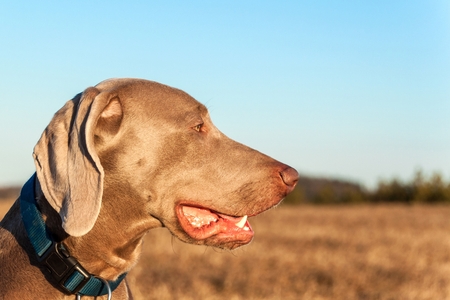 Weimaraner on hunting. Loyal friend. Dog's eyes. Hunting dog.の写真素材