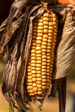 Withered corn cob. Dried vegetables. Agricultural farm. Corn grains.