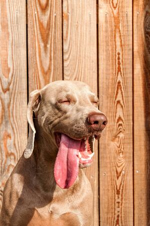 Weimaraner on wooden terrace. Detail of Weimaraner. Hunting dog. Dog's eyes. Loyal friend.の写真素材