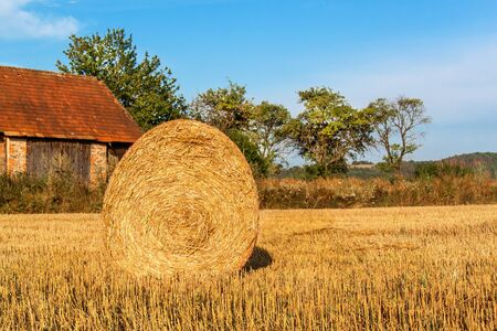 Straw ball on field in Czech Republic. Harvested field. Morning on the far. Hay bales after harvest. Hay-roll on meadowの写真素材
