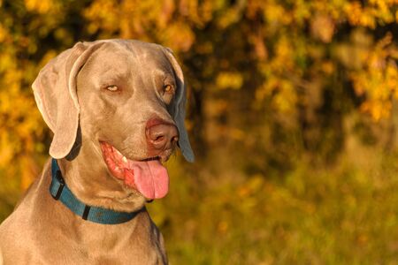 Weimaraner hunting. Autumn evening with dog. Close-up Of Hunting Dog.の写真素材