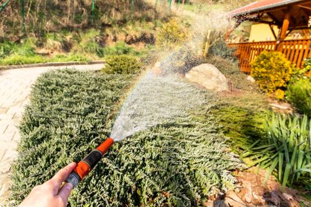 Evening watering garden hose. Close-up of hand with watering hose. Climate change. Drought in the...