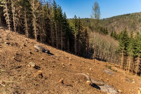 Forest slope after felling after attack by bark beetle.  Deforestation. Cutted spruce forest in the...