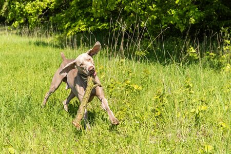 Playful young brown Weimaraner dog jumping and running during a game on the meadow. Health young dog.の写真素材