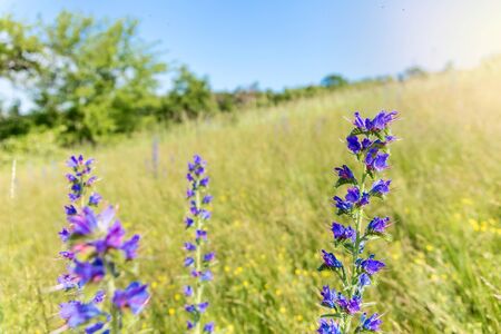 Blooming flowers in the meadow. Viper's bugloss (Echium vulgare) inflorescence. Boraginaceae. Also known as blueweed.の写真素材
