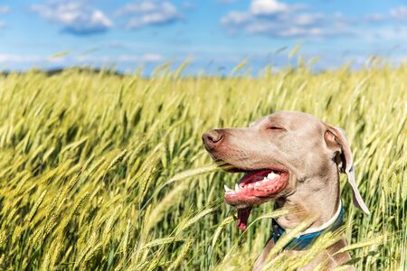 Weimaraner in a green field. The head of a hunting dog. Happy dog. Close-up view of a hound. Sunny day.の写真素材