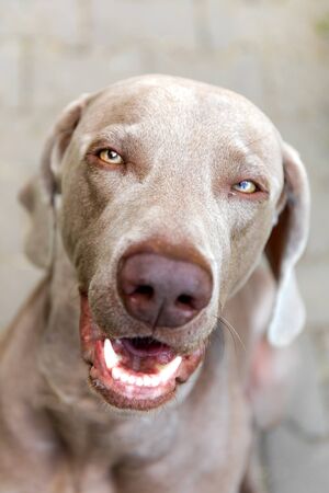 Weimaraner portrait. Hound. Close up portrait of a Weimaraner, outdoors with warm afternoon sun.