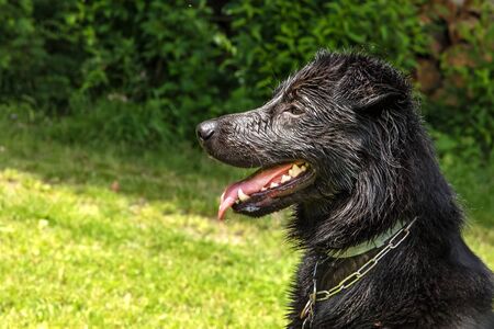 Close-up of the head of a black wet furry dog. Happy dog from the shelter. View of a dog. A beautiful dog.の写真素材