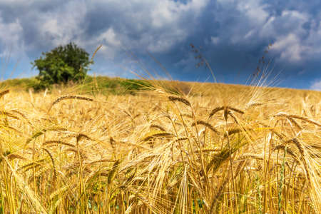 Barley (Hordeum vulgare) growing on filed, closeup of barley. Wheat filed in summer time. Growing corn on an agricultural farm. Storm clouds.の写真素材